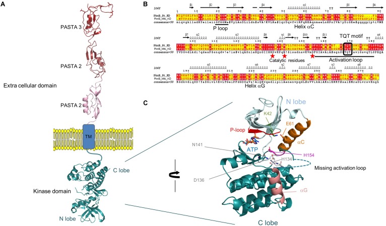 FIGURE 2