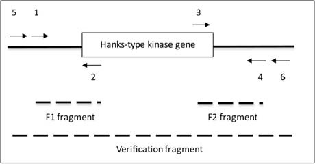 graphic file with name fmicb-10-01329-i001.jpg