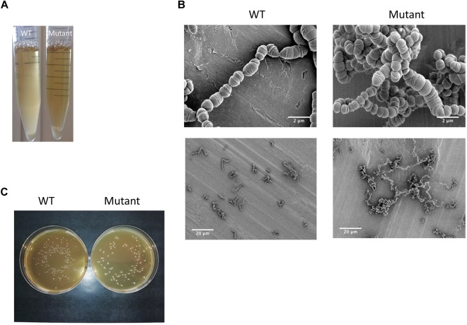 FIGURE 4