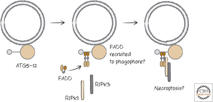 Figure 22.