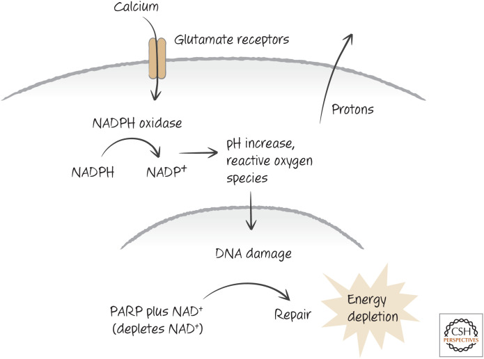 Figure 10.