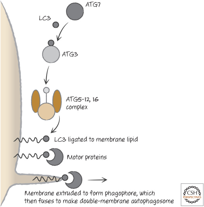 Figure 17.