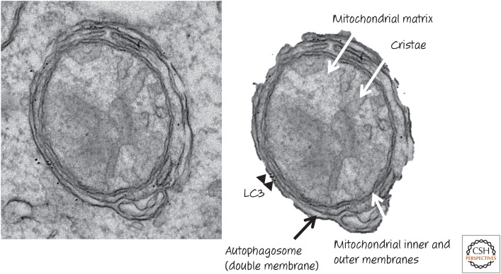 Figure 21.