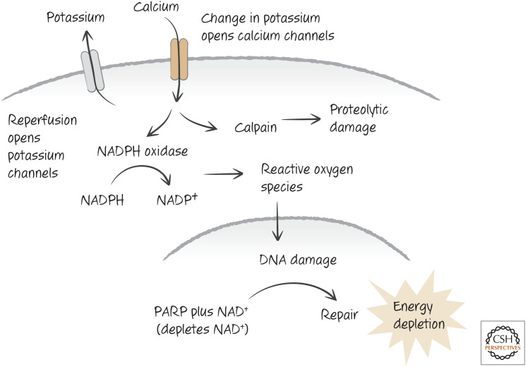 Figure 11.