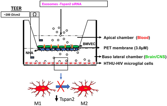 graphic file with name nihms-1546219-f0007.jpg