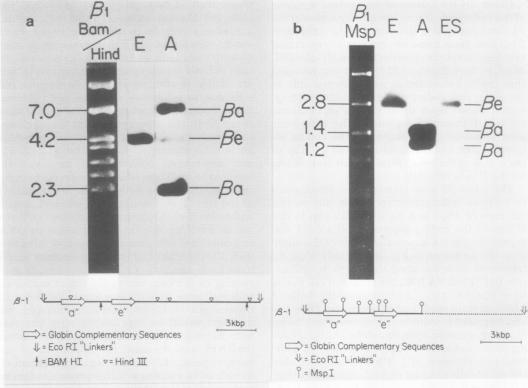 graphic file with name molcellb00126-0094-a.jpg