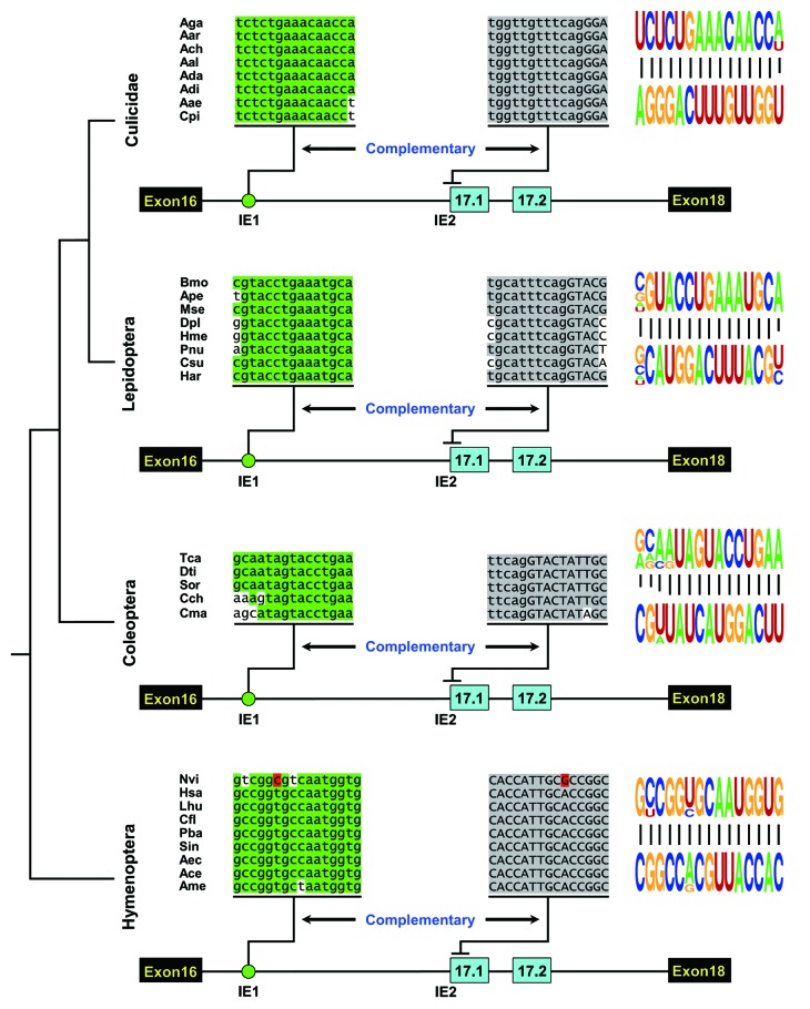 graphic file with name rna-10-1822-g2.jpg