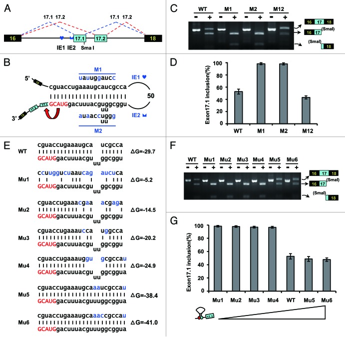 graphic file with name rna-10-1822-g3.jpg