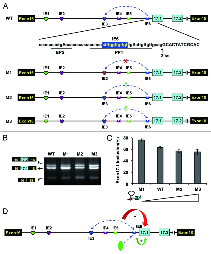 graphic file with name rna-10-1822-g6.jpg