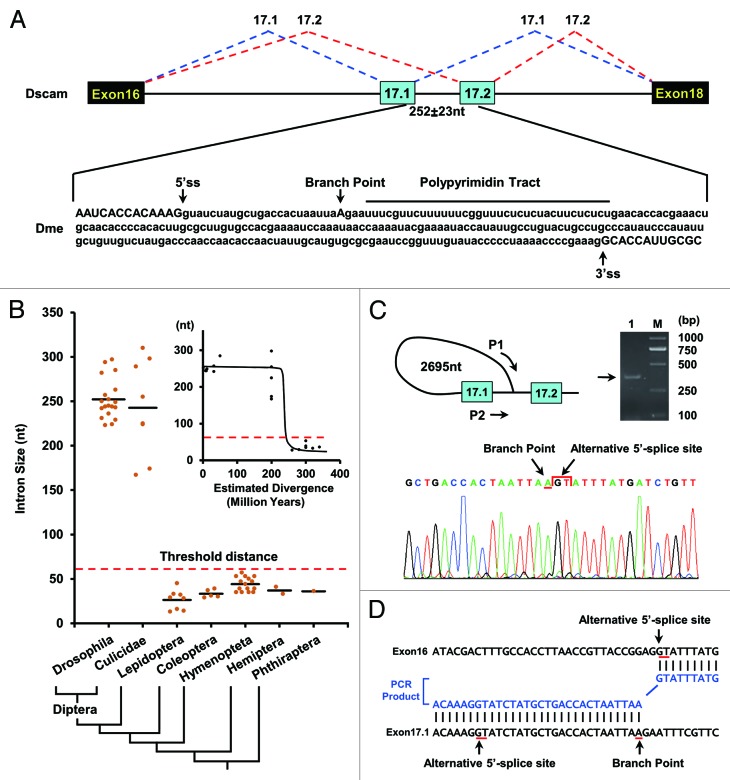 graphic file with name rna-10-1822-g1.jpg