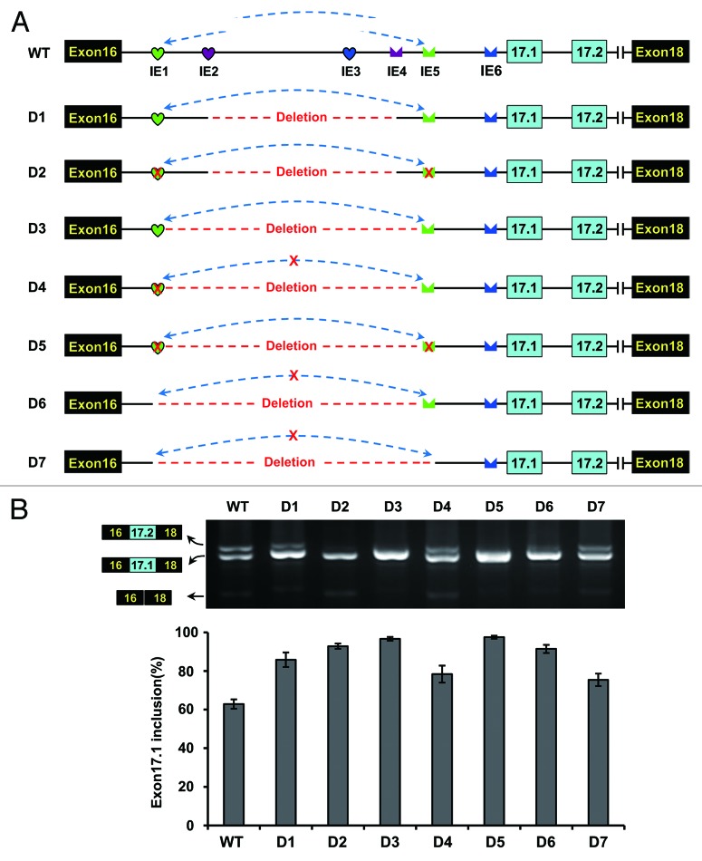 graphic file with name rna-10-1822-g5.jpg