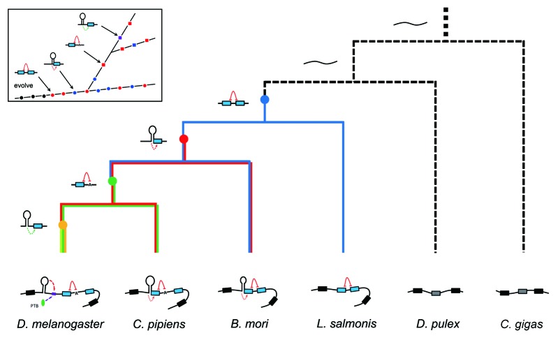 graphic file with name rna-10-1822-g7.jpg