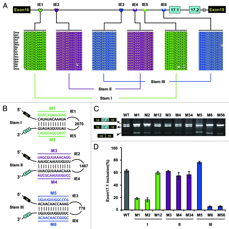 graphic file with name rna-10-1822-g4.jpg