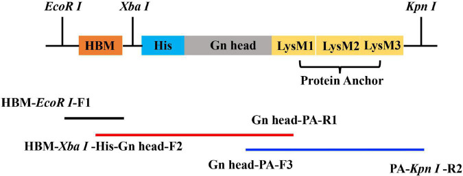 FIGURE 1