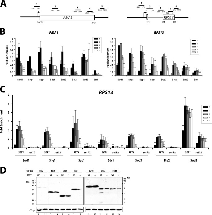 FIGURE 1.