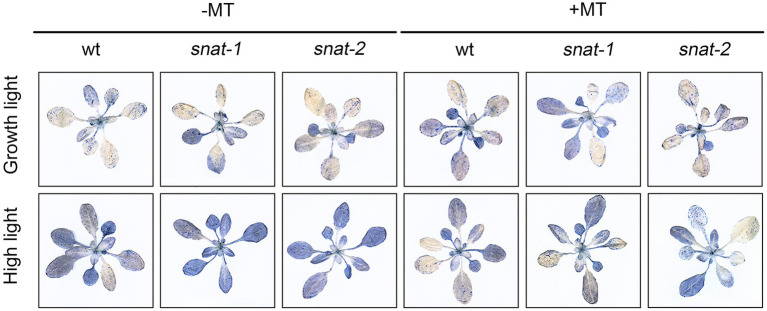 Figure 6