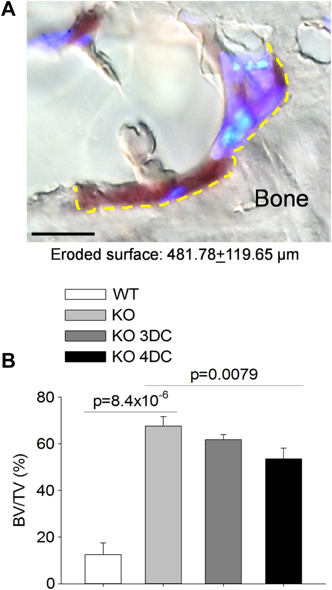 Fig. 7