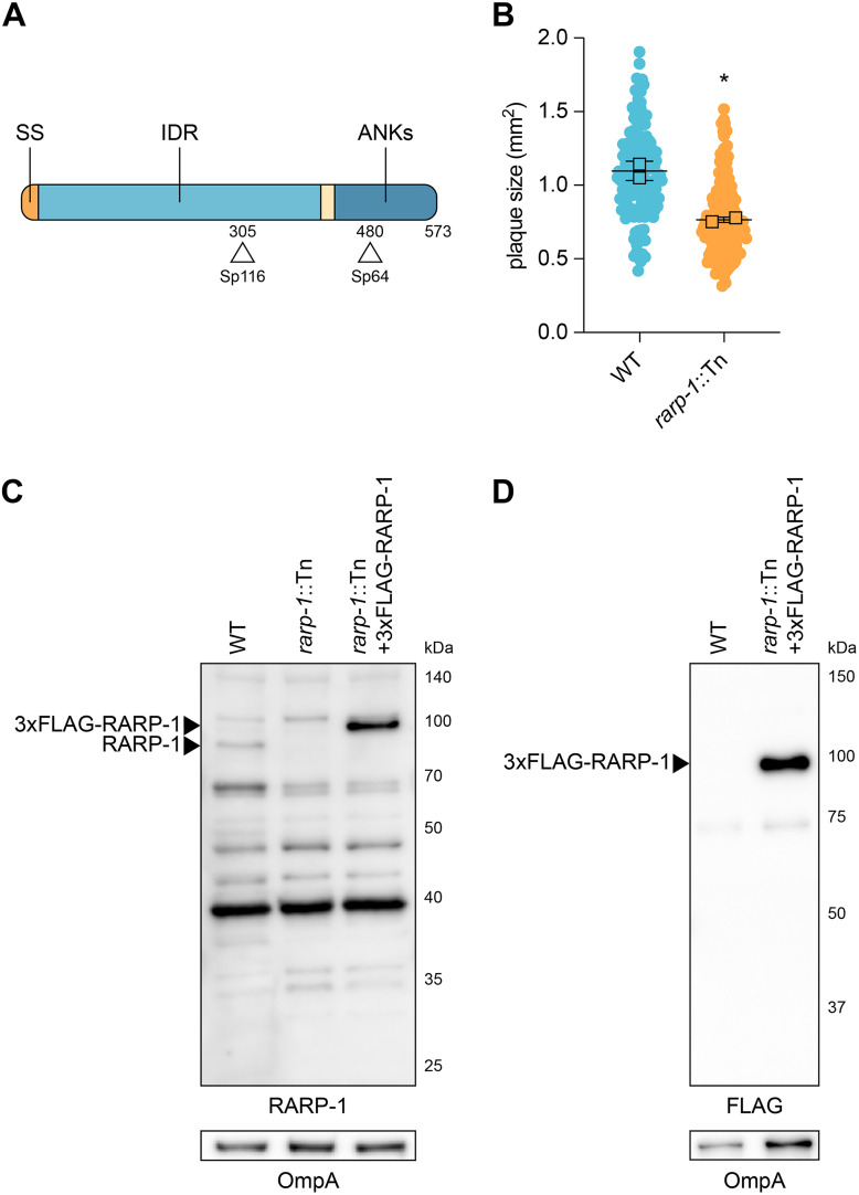 FIG 1