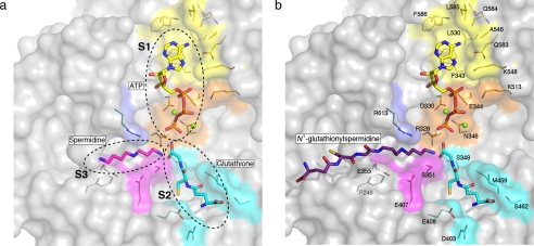 FIGURE 4.