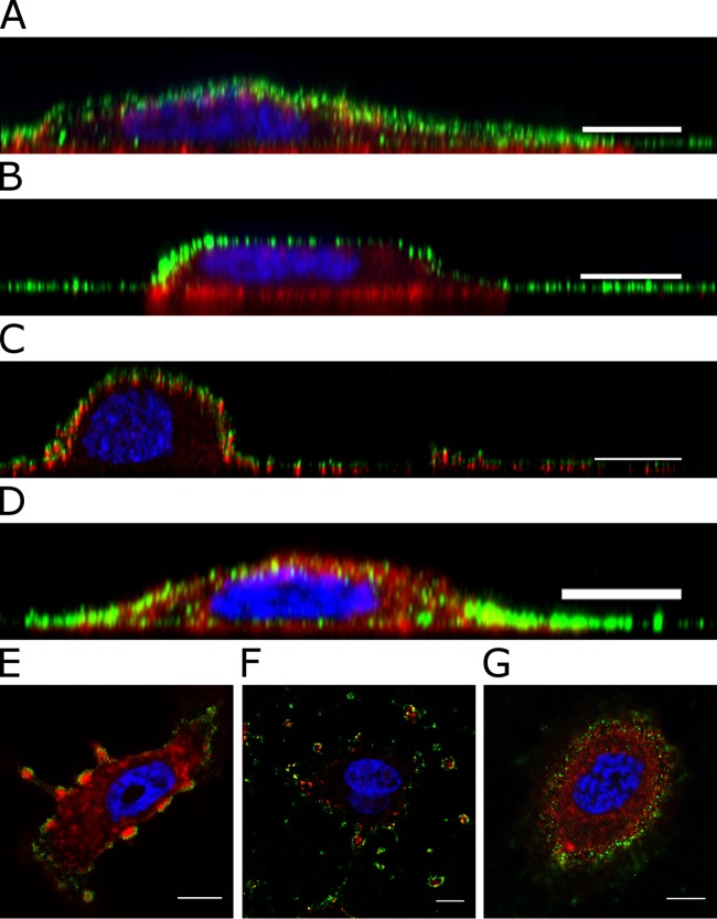 FIG 12