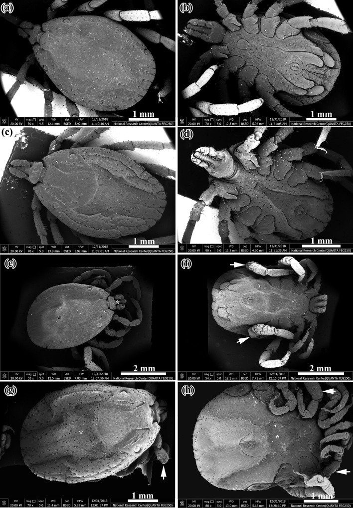 Fig. 4