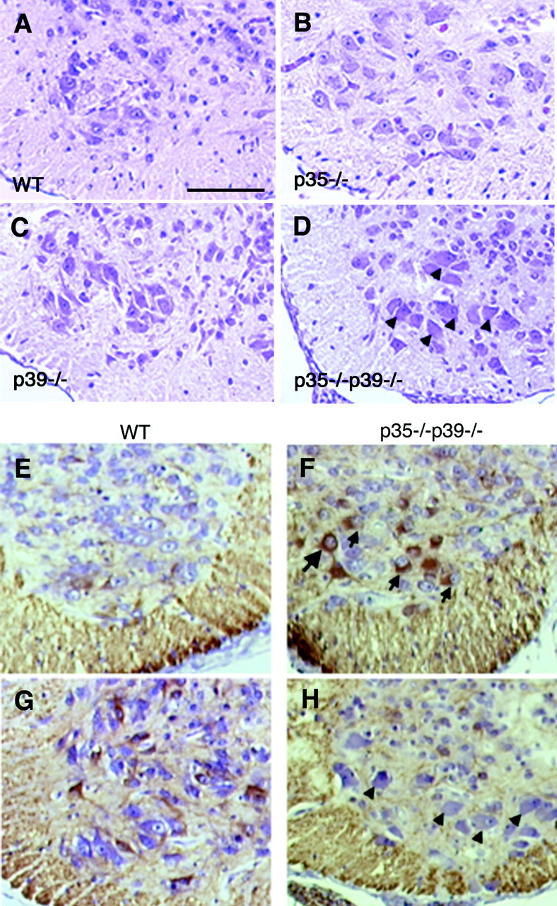 Fig. 8.