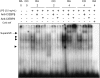 <b>Figure 5.</b>