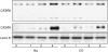 <b>Figure 4.</b>