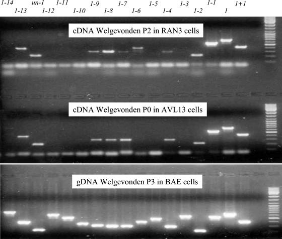 FIG. 4.