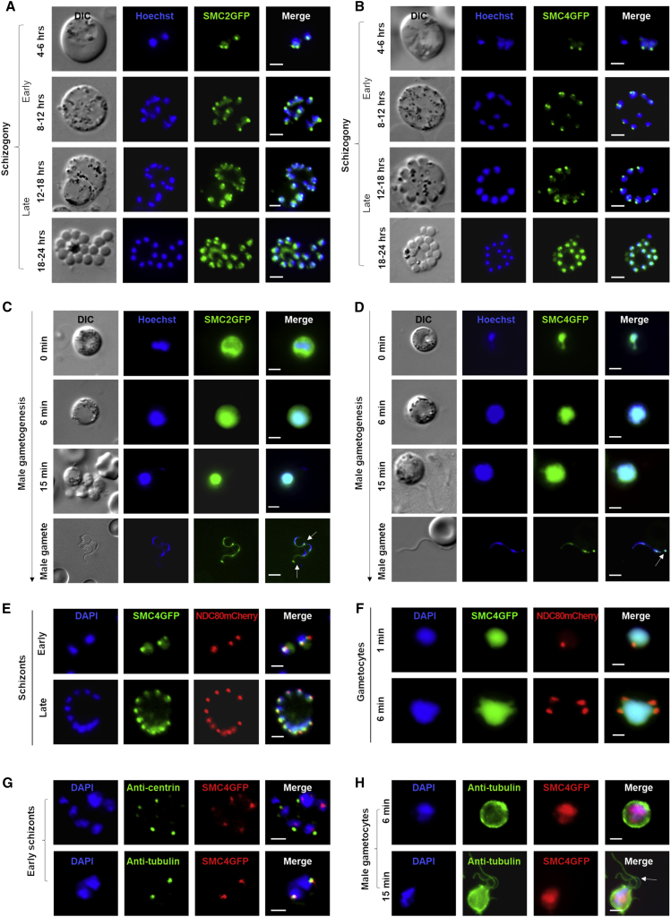 Figure 2