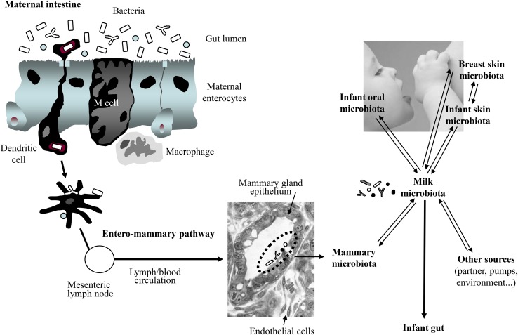 FIGURE 1