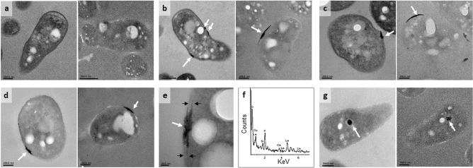 Figure 7 