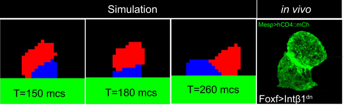 Figure 2—figure supplement 1.