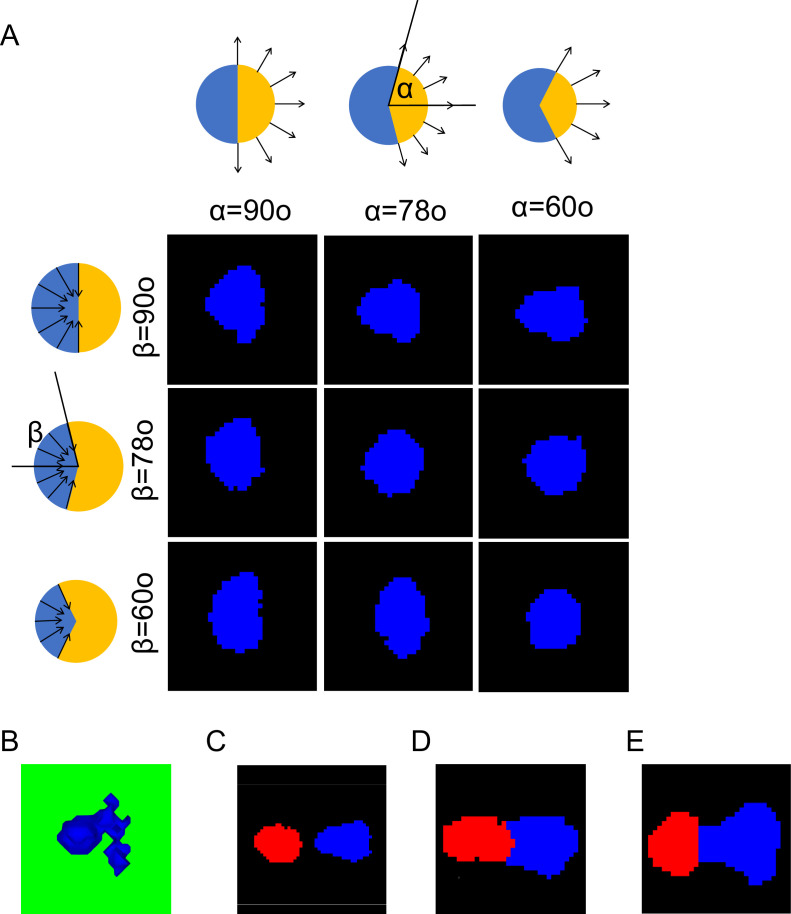 Figure 1—figure supplement 1.