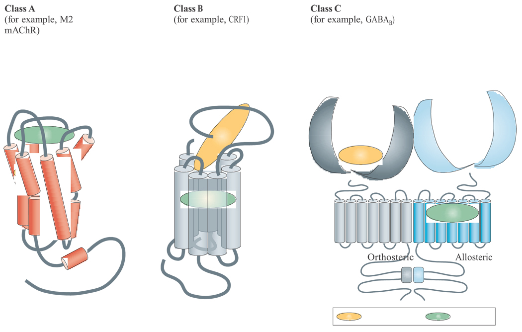 Box 3 Structural biology of GPCR orthosteric and allosteric sites