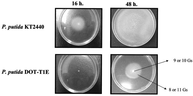 FIG. 1.