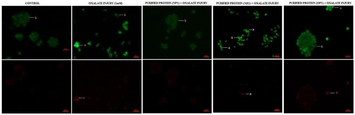 Figure 13