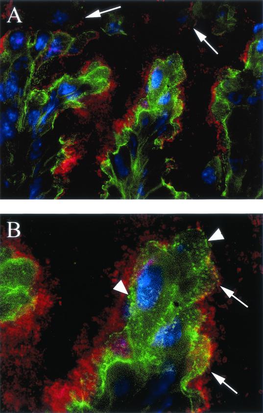 FIG. 6.