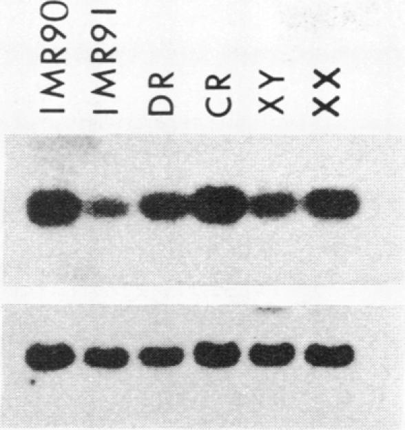 graphic file with name pnas00279-0301-a.jpg