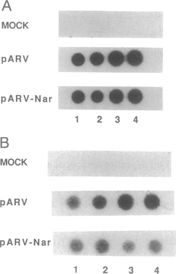 graphic file with name pnas01083-0456-a.jpg