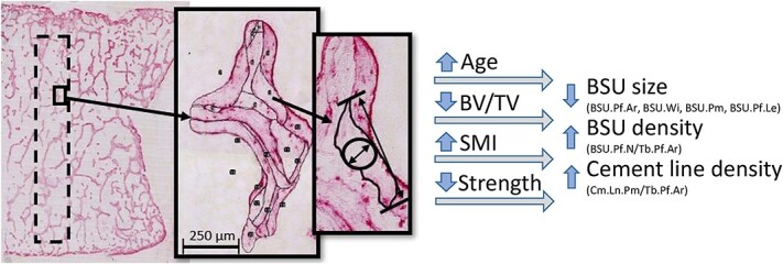 Graphical Abstract