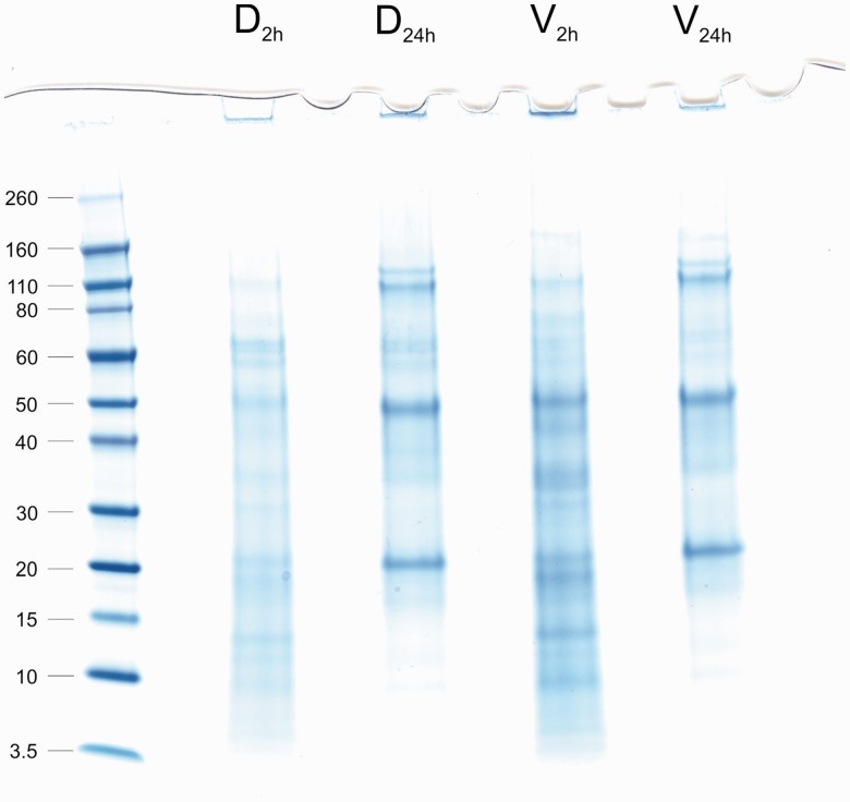 Fig. 2.—