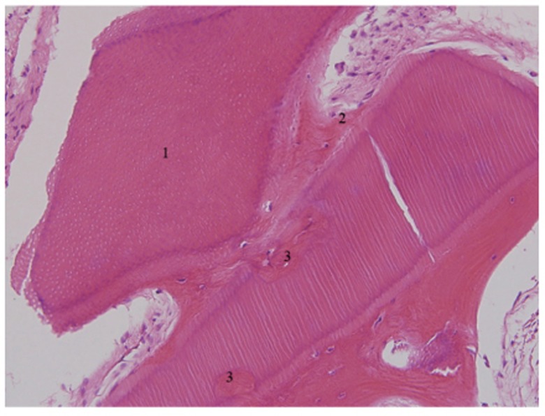 Fig. 10