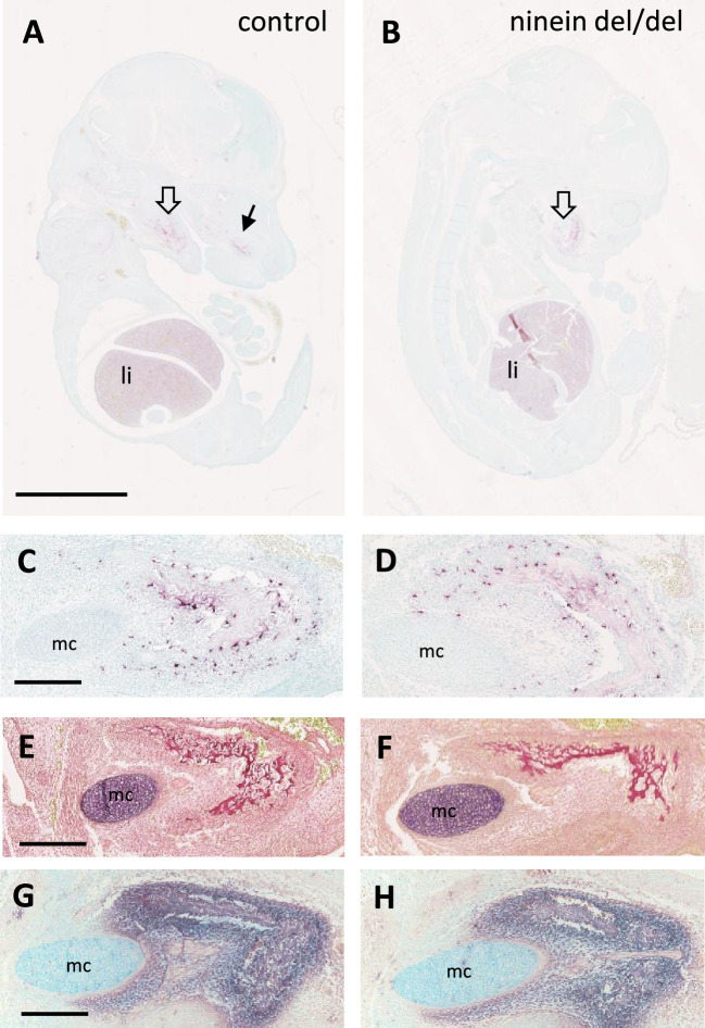 Figure 6—figure supplement 1.