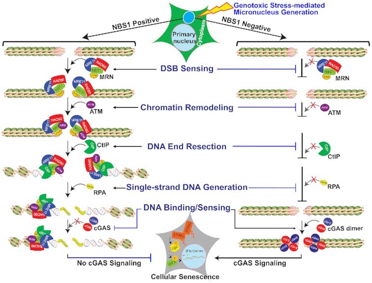 Graphical Abstract