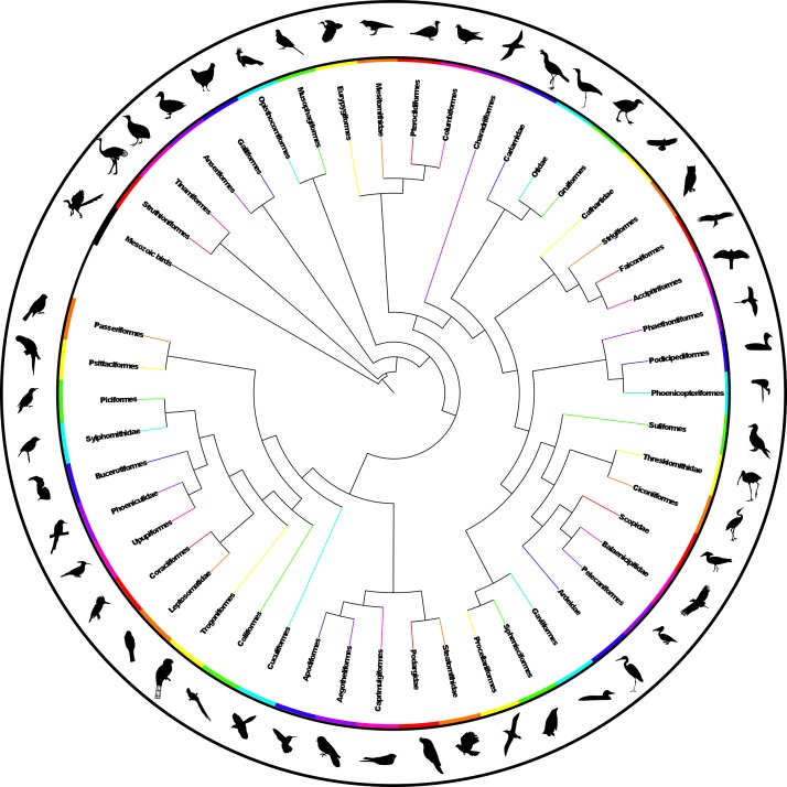 Simplified summary supertree showing order-level relationships