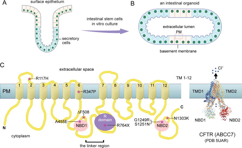 Figure 5