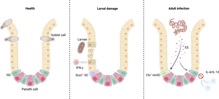 graphic file with name JEM_20221183_Fig2.jpg