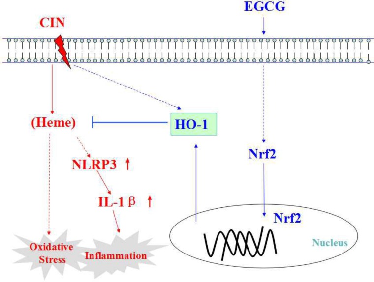 Fig 5