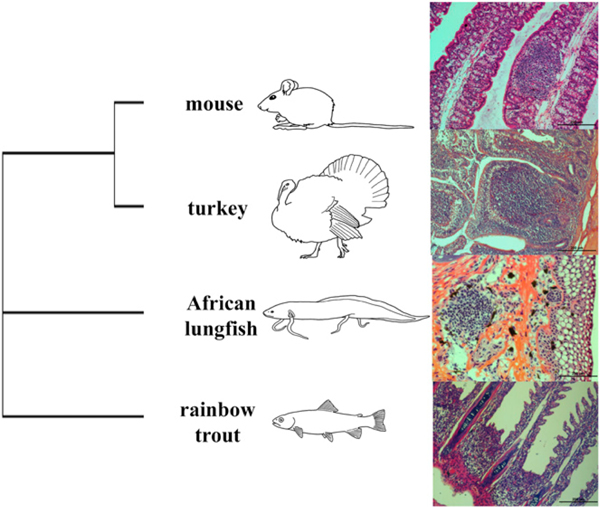 FIGURE 1.